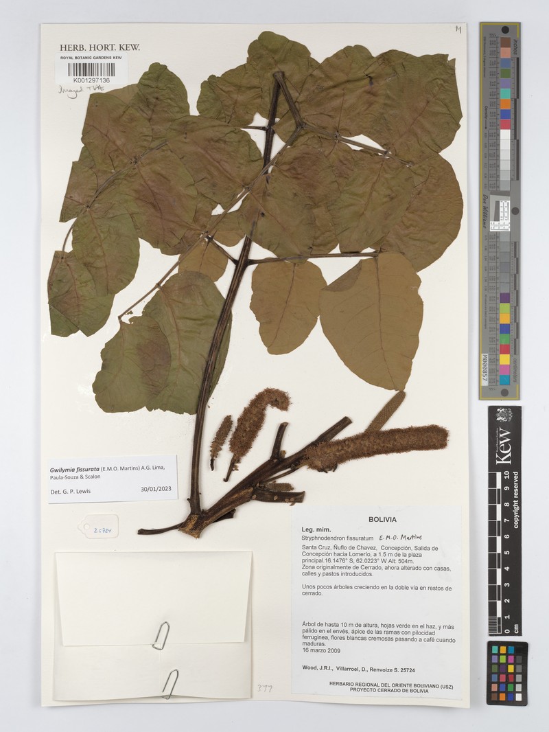 Gwilymia fissurata