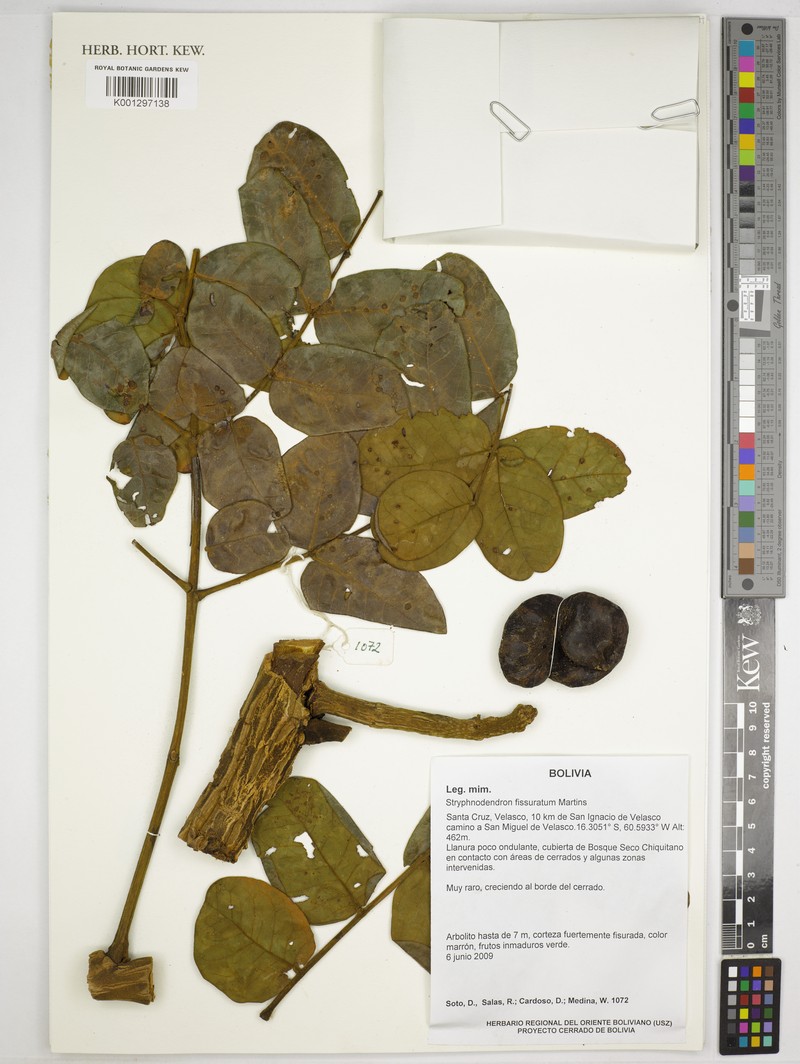 Gwilymia fissurata photo 2