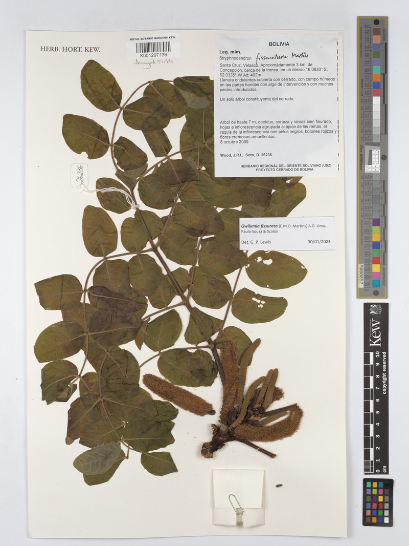 Gwilymia fissurata photo 3