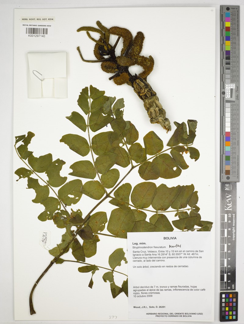 Gwilymia fissurata photo 4