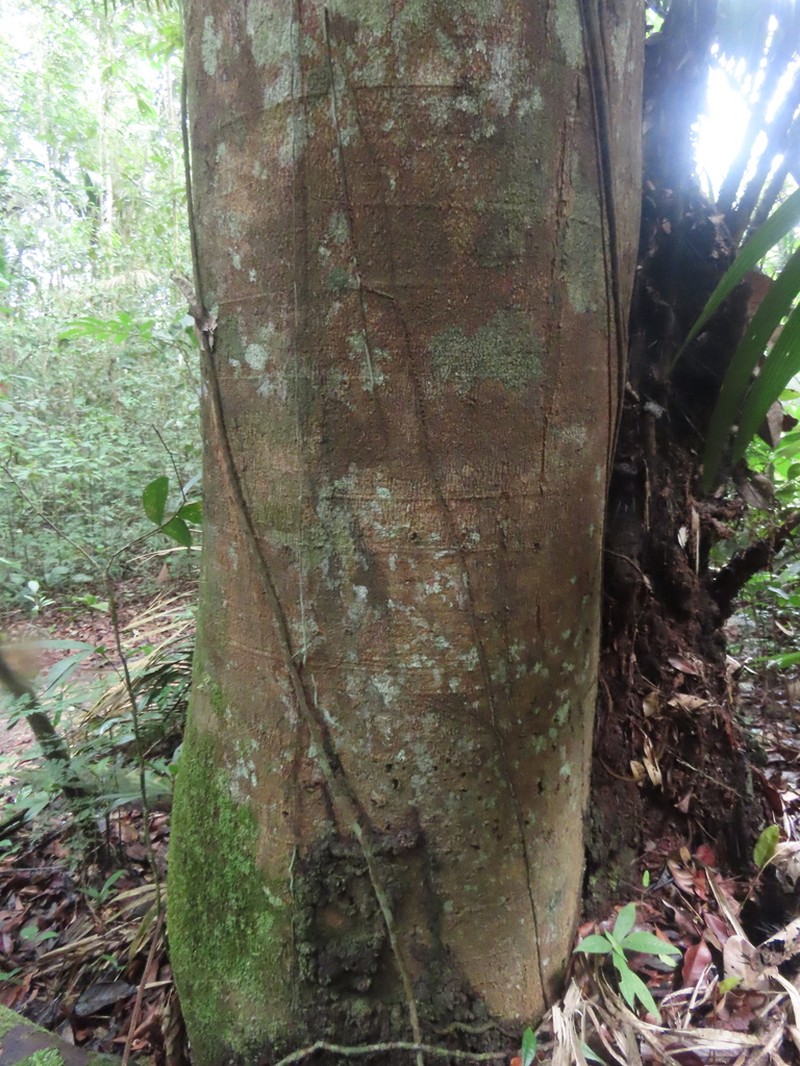 Gwilymia moricolor