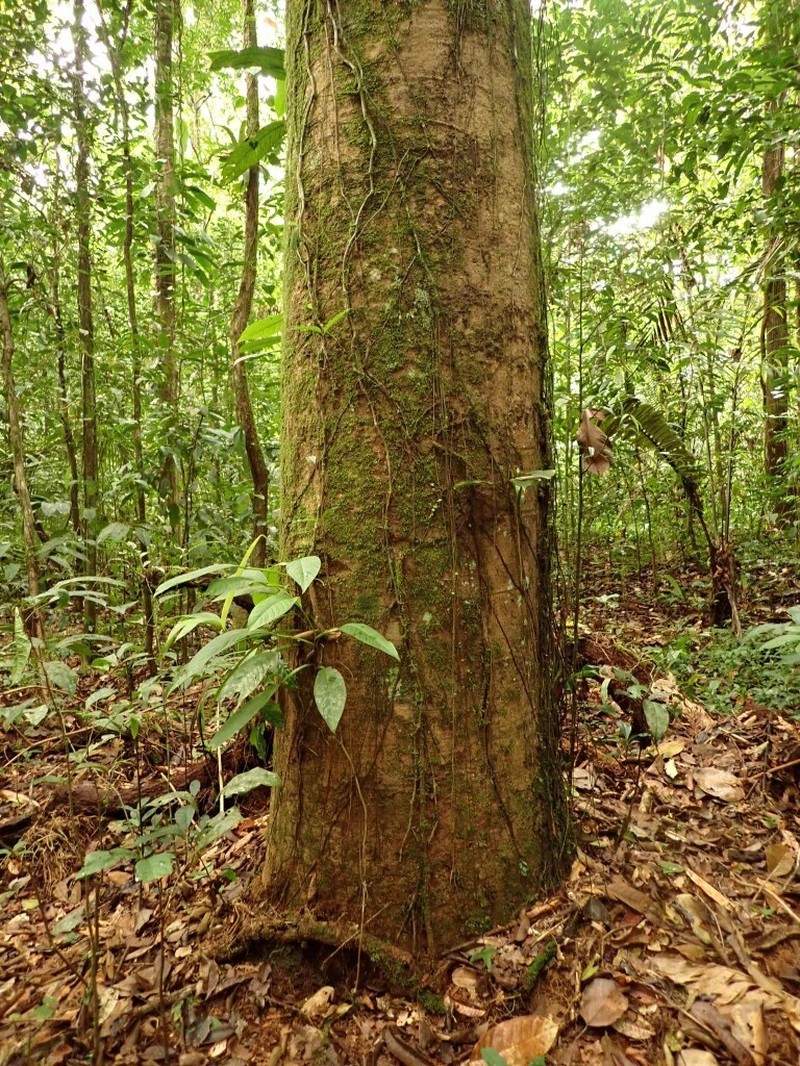 Gwilymia moricolor photo 2