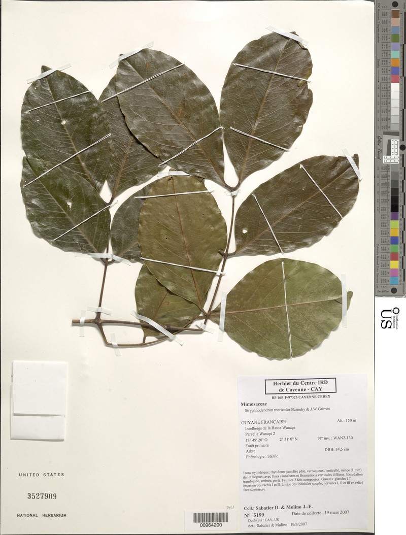 Gwilymia moricolor photo 3