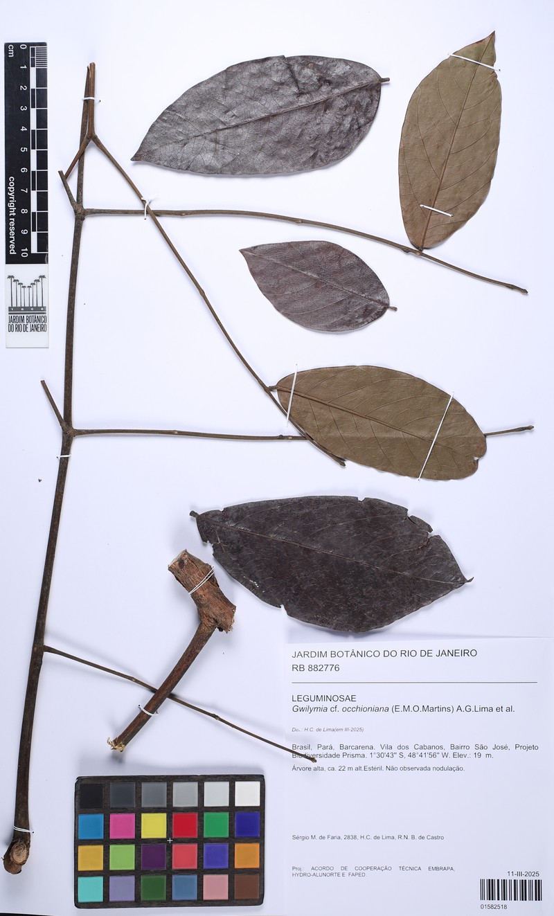 Gwilymia occhioniana