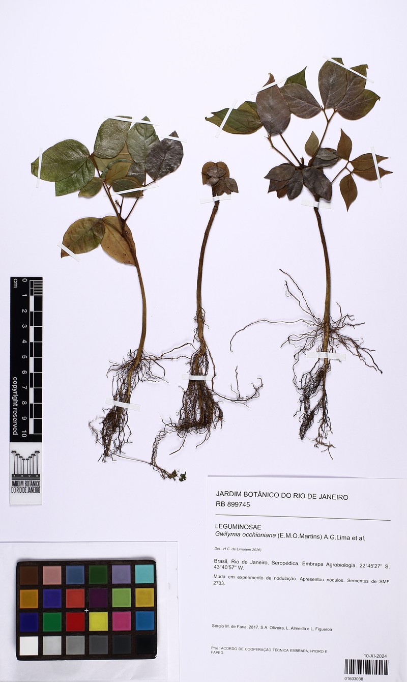 Gwilymia occhioniana photo 2