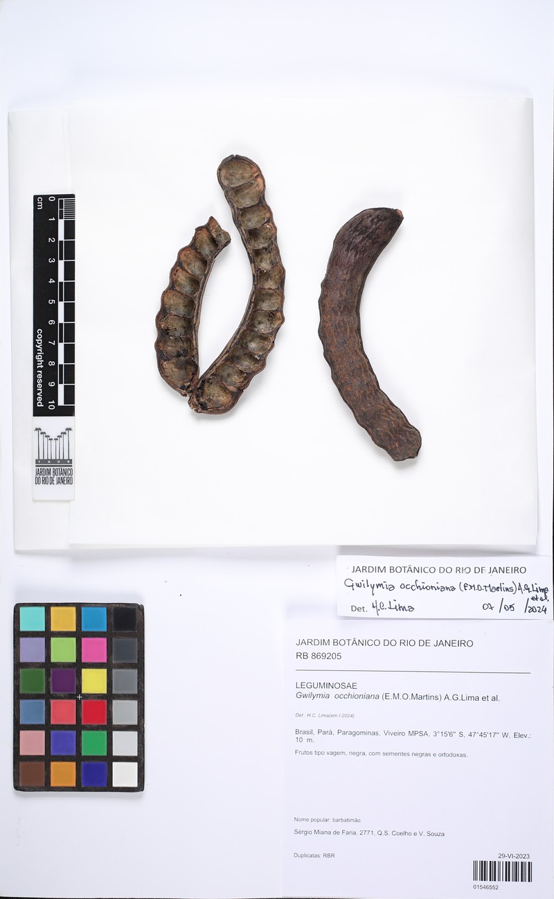 Gwilymia occhioniana photo 3