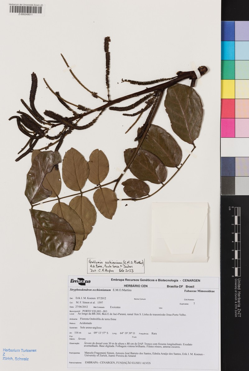 Gwilymia occhioniana photo 4