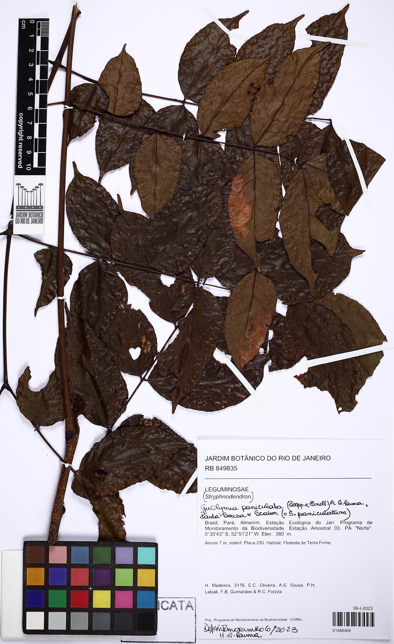 Gwilymia paniculata