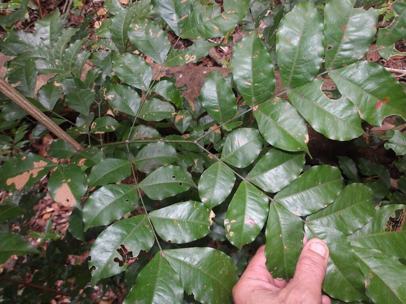 Gwilymia polystachya