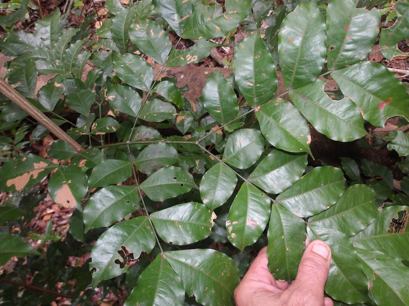 Gwilymia polystachya photo 2