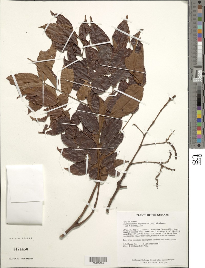 Gwilymia polystachya photo 3