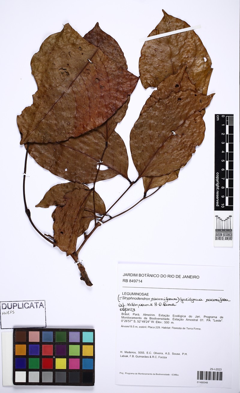 Gwilymia racemifera