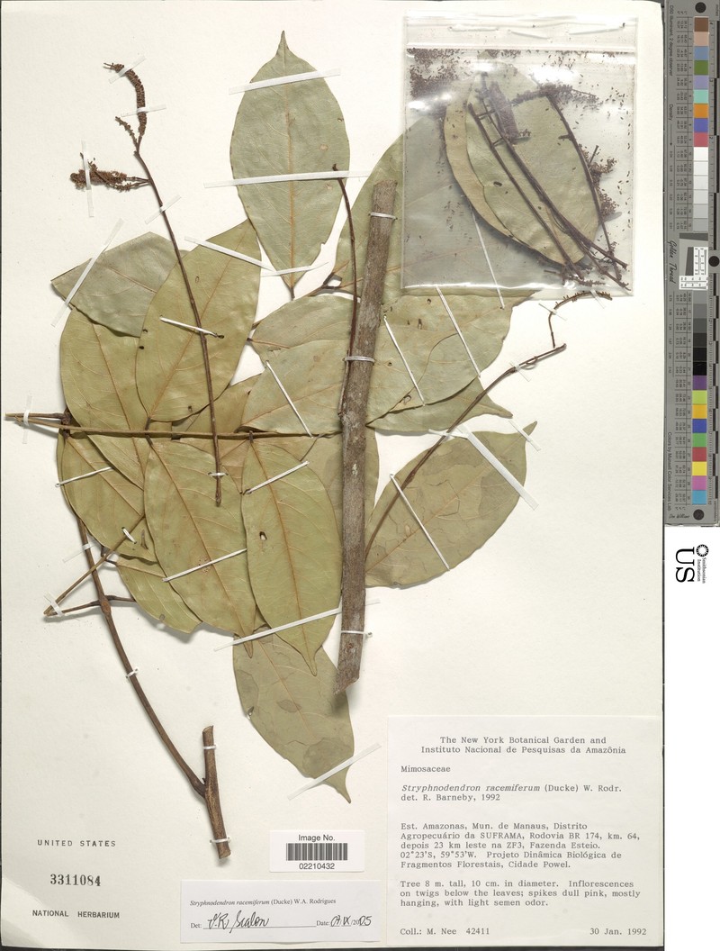 Gwilymia racemifera photo 2