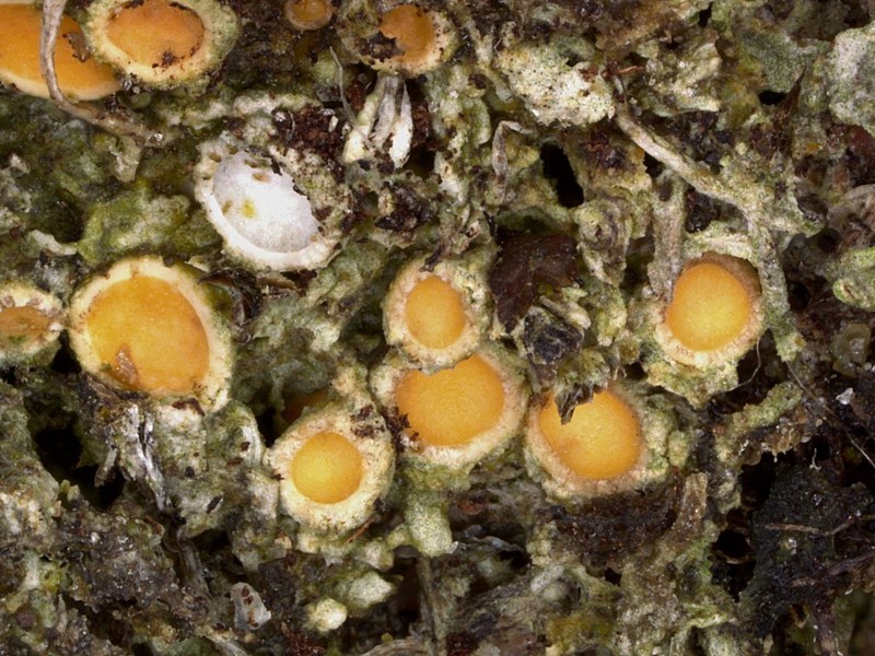 Dimple Lichen