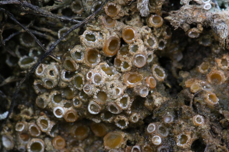 Dimple Lichen photo 3