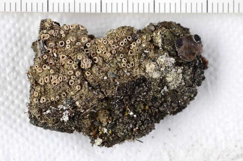 Dimple Lichen