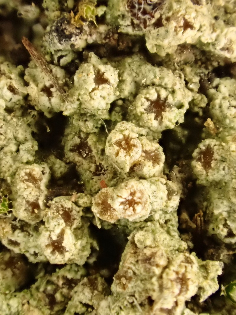 Herre's Dimple Lichen