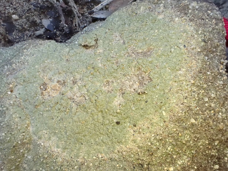 Herre's Dimple Lichen photo 3