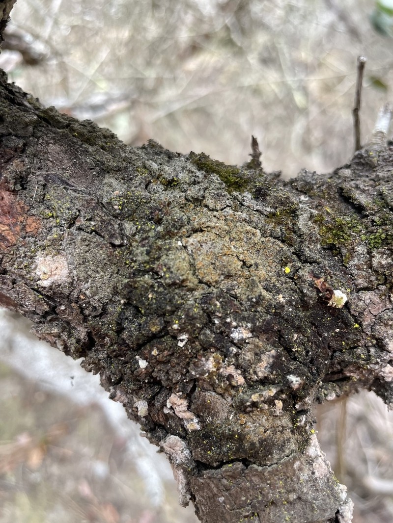Herre's Dimple Lichen photo 4