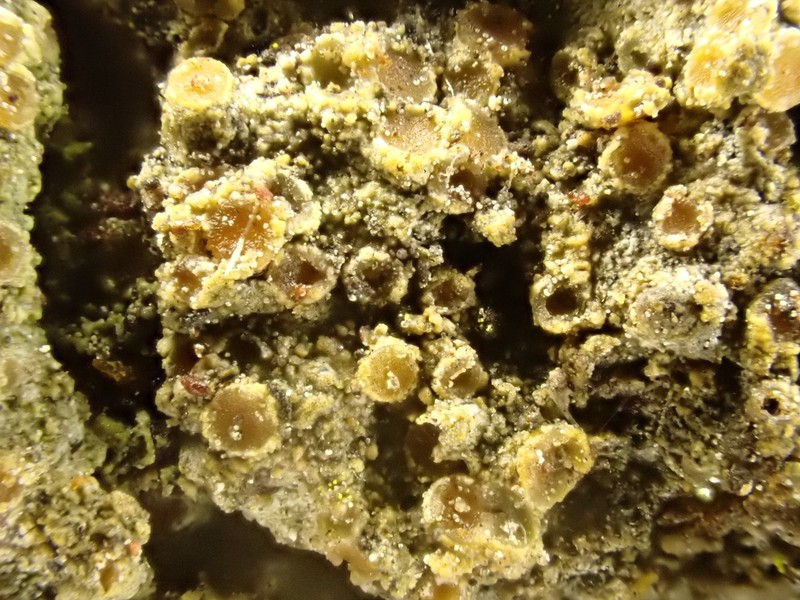 Herre's Dimple Lichen photo 5