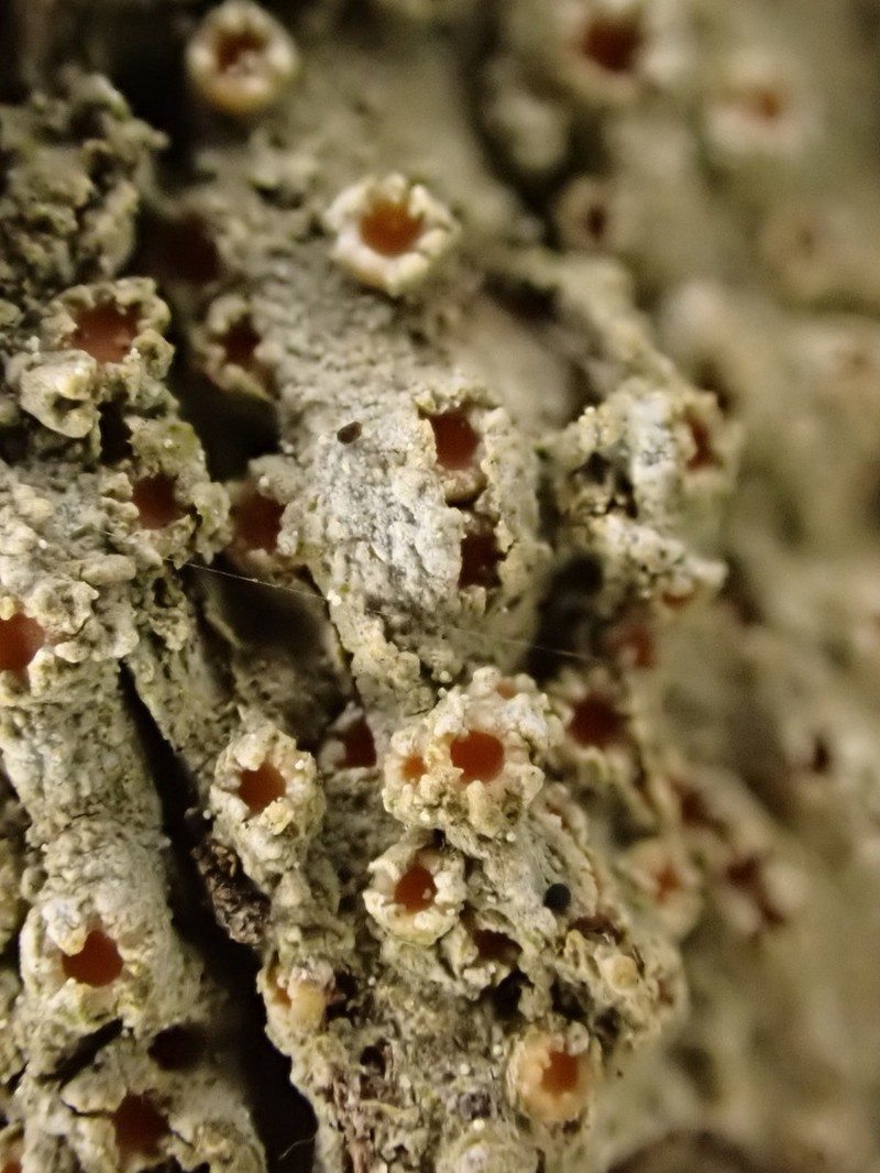 Herre's Dimple Lichen photo 6