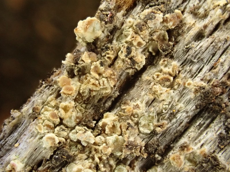 Herre's Dimple Lichen photo 7
