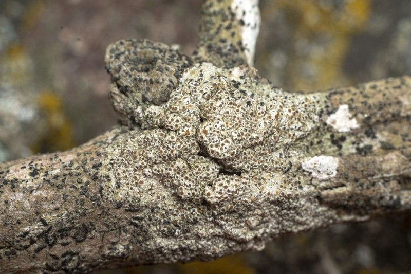 Herre's Dimple Lichen photo 8