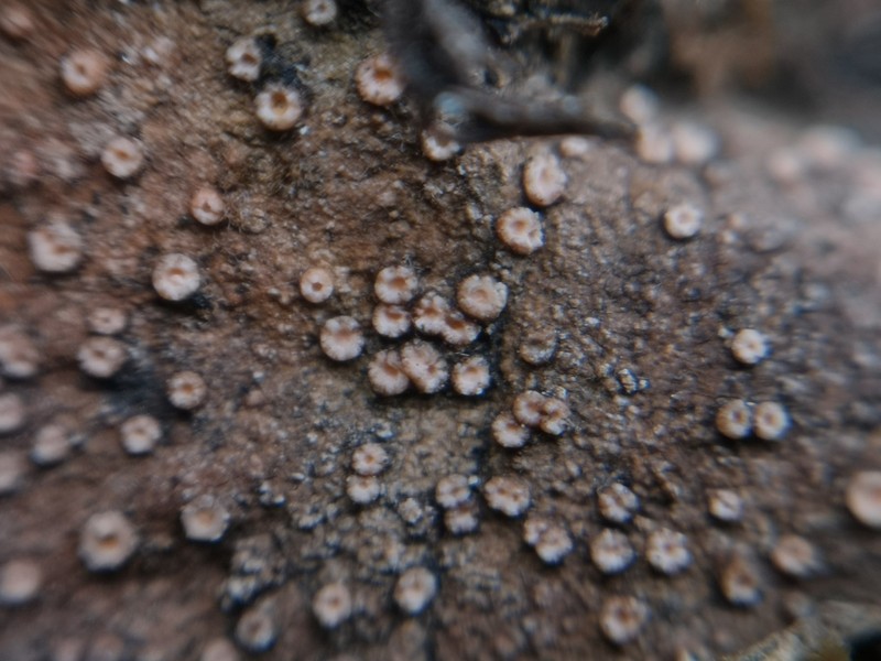 Dimple Lichen