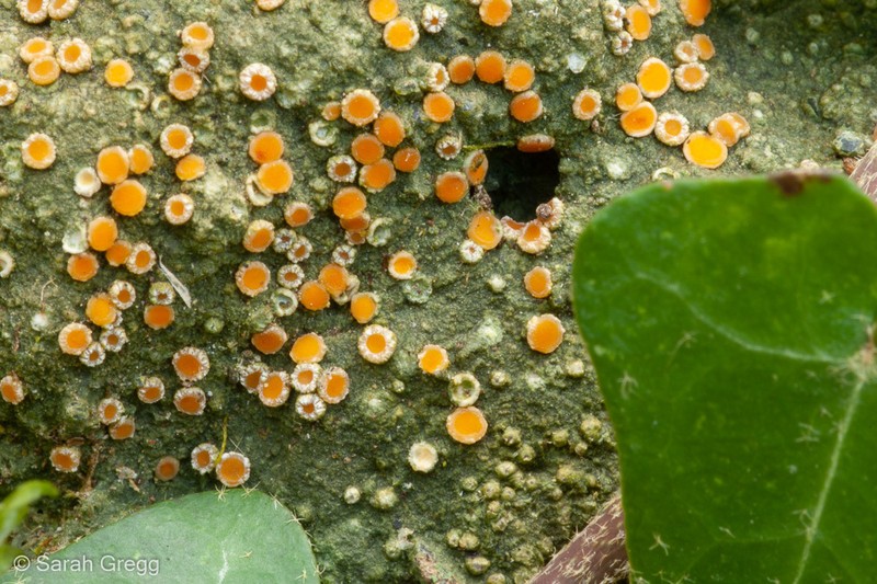 Dimple Lichen photo 2