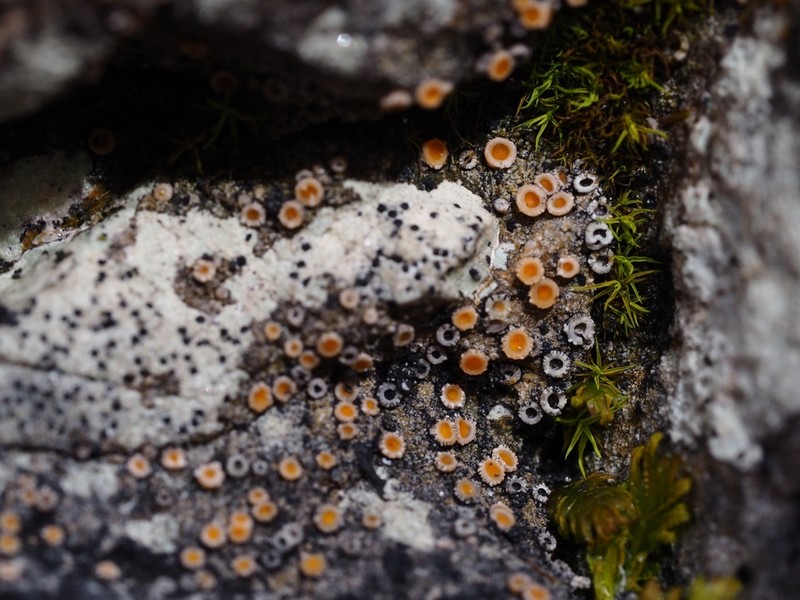 Dimple Lichen photo 3