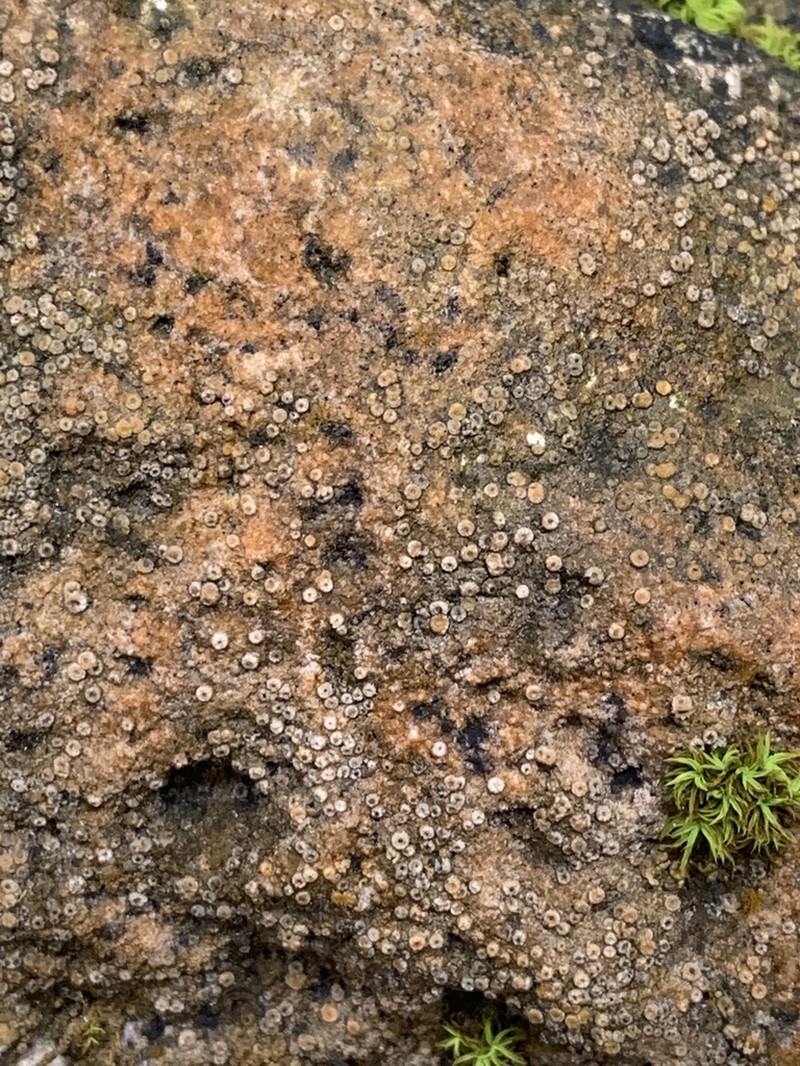 Dimple Lichen photo 4