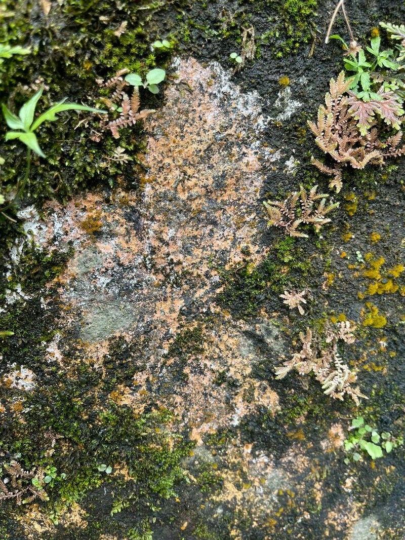 Dimple Lichen photo 5