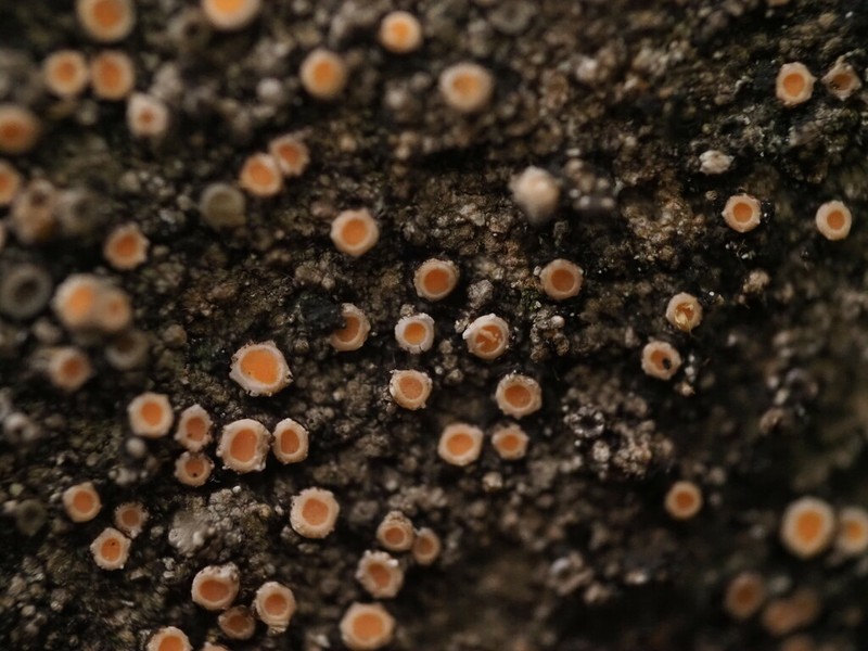 Dimple Lichen photo 6