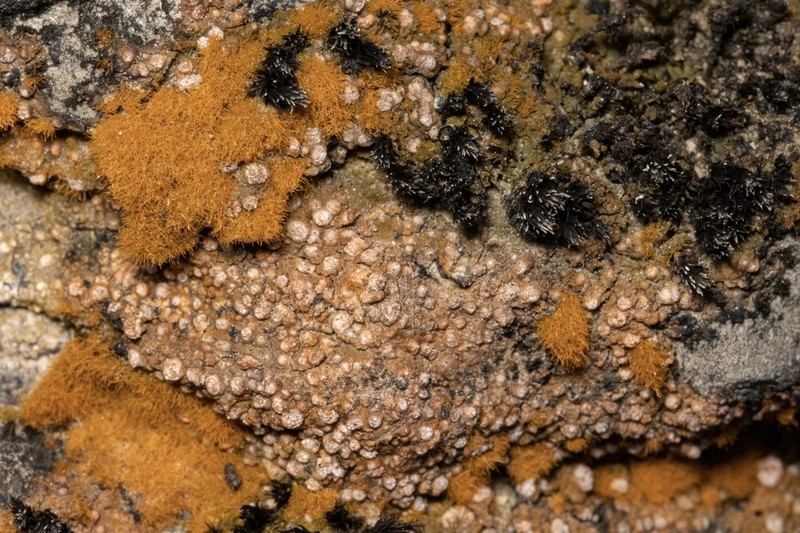 Dimple Lichen photo 7