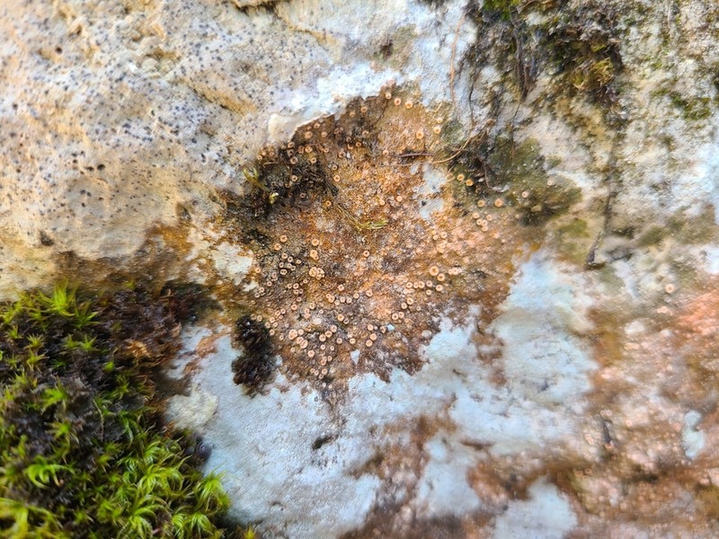 Dimple Lichen photo 8