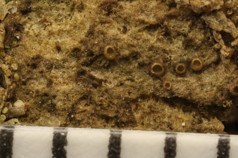 Dimple Lichen