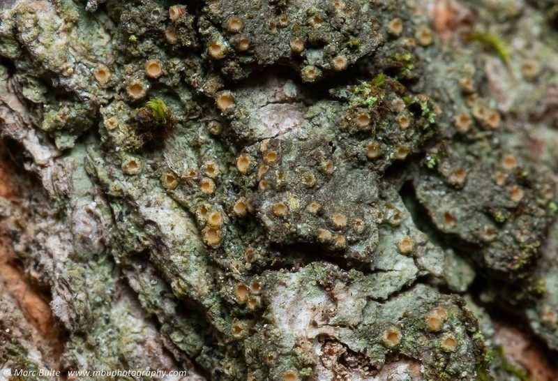 Dimple Lichen photo 2