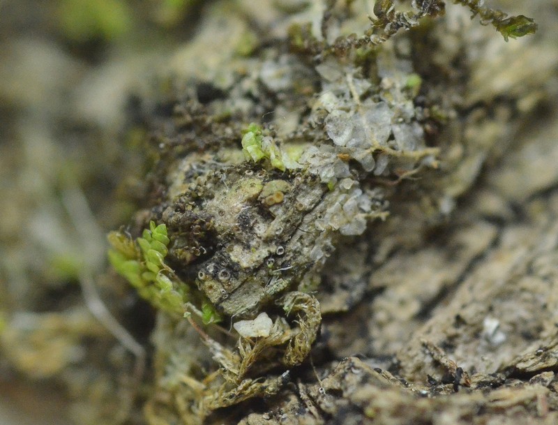 Dimple Lichen photo 3
