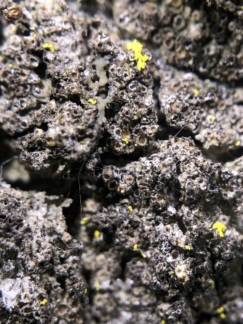 Dimple Lichen photo 4