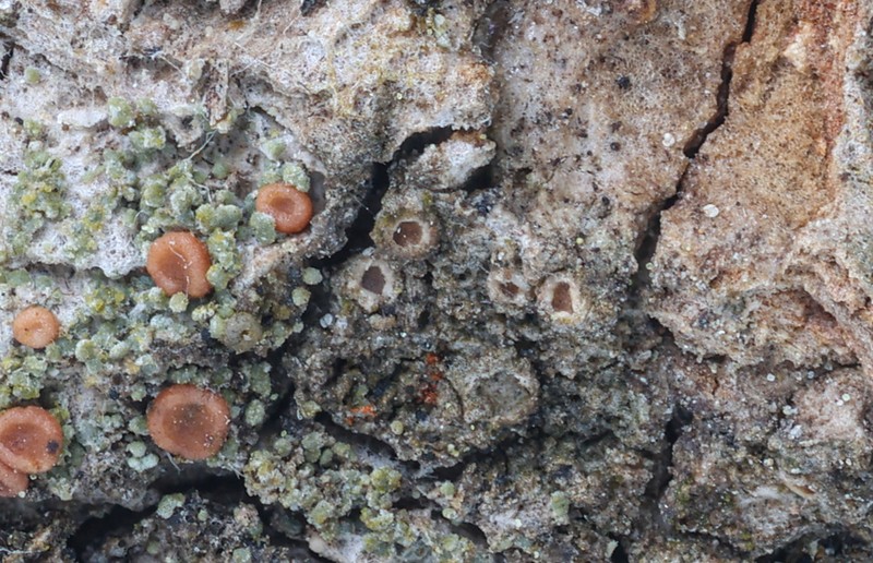 Dimple Lichen photo 5