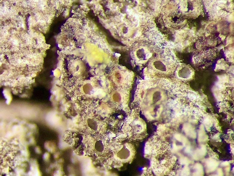 Dimple Lichen photo 6