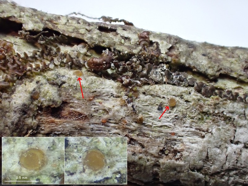 Dimple Lichen photo 8