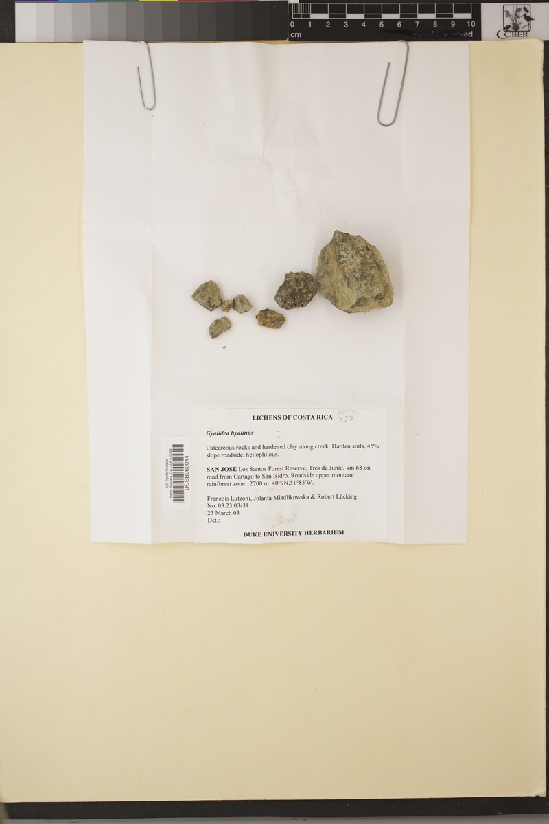 Gyalidea Lichen