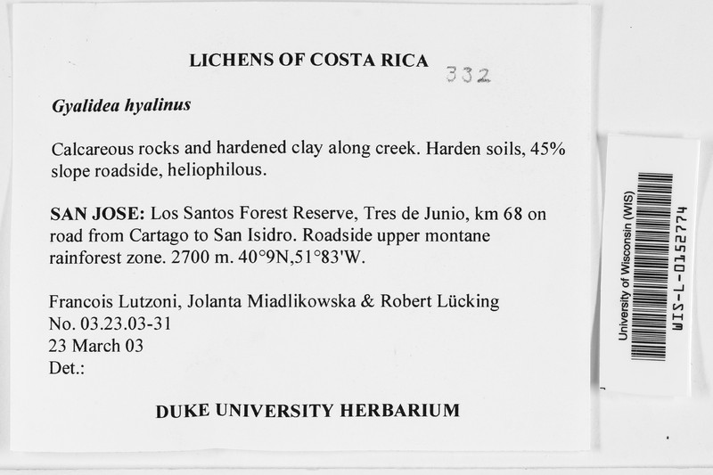 Gyalidea Lichen photo 2