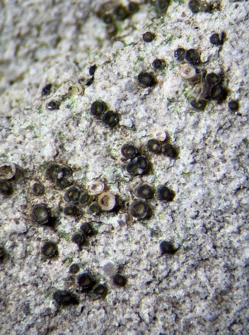 Gyalidea Lichen