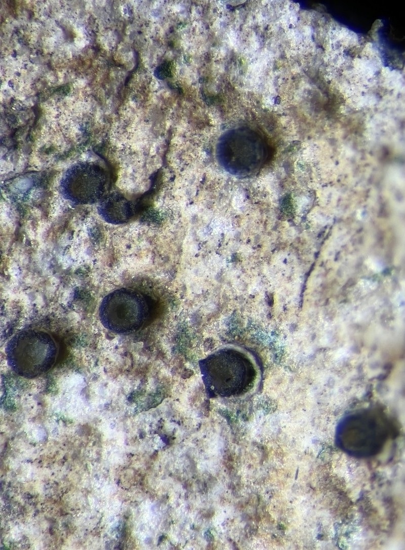 Gyalidea Lichen photo 2