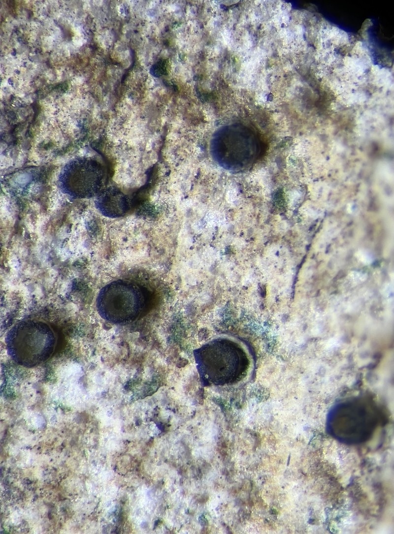 Gyalidea Lichen photo 3