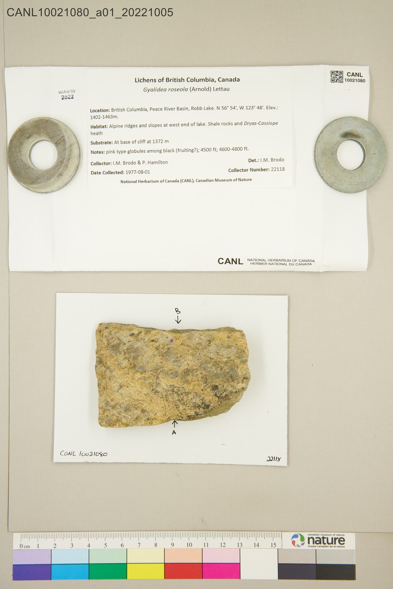 Gyalidea roseola