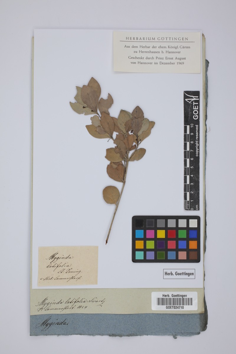 Gyminda latifolia subsp. latifolia photo 2