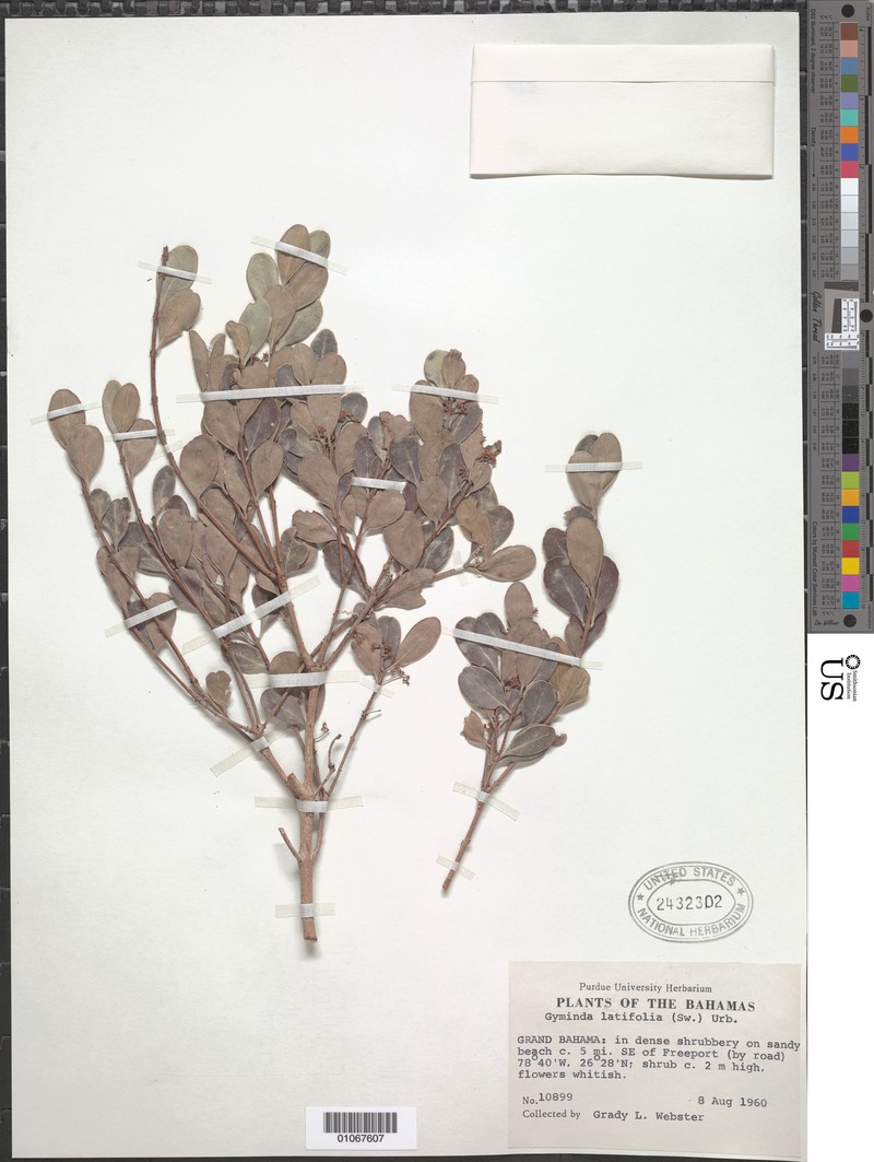 Gyminda latifolia subsp. latifolia